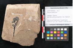 Foto (Objekt + Etikett) von Sequoia hardtii Endl. (NHMW-GEO-2024-0188-8235)